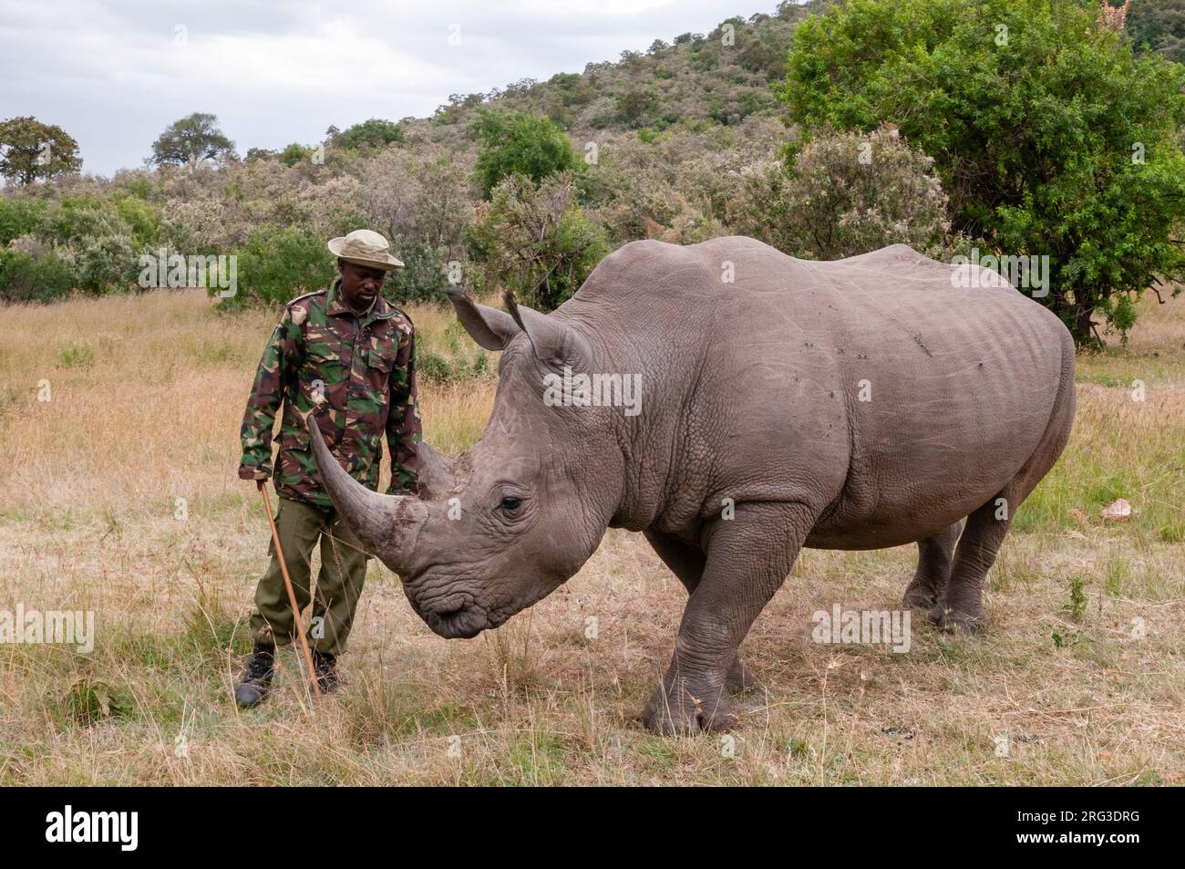 A White Rhinoceros Ceratotherium Simum In Masai Mara Rhino Santuary a-white-rhinoceros-ceratotherium-simum-in-masai-mara-rhino-santuary