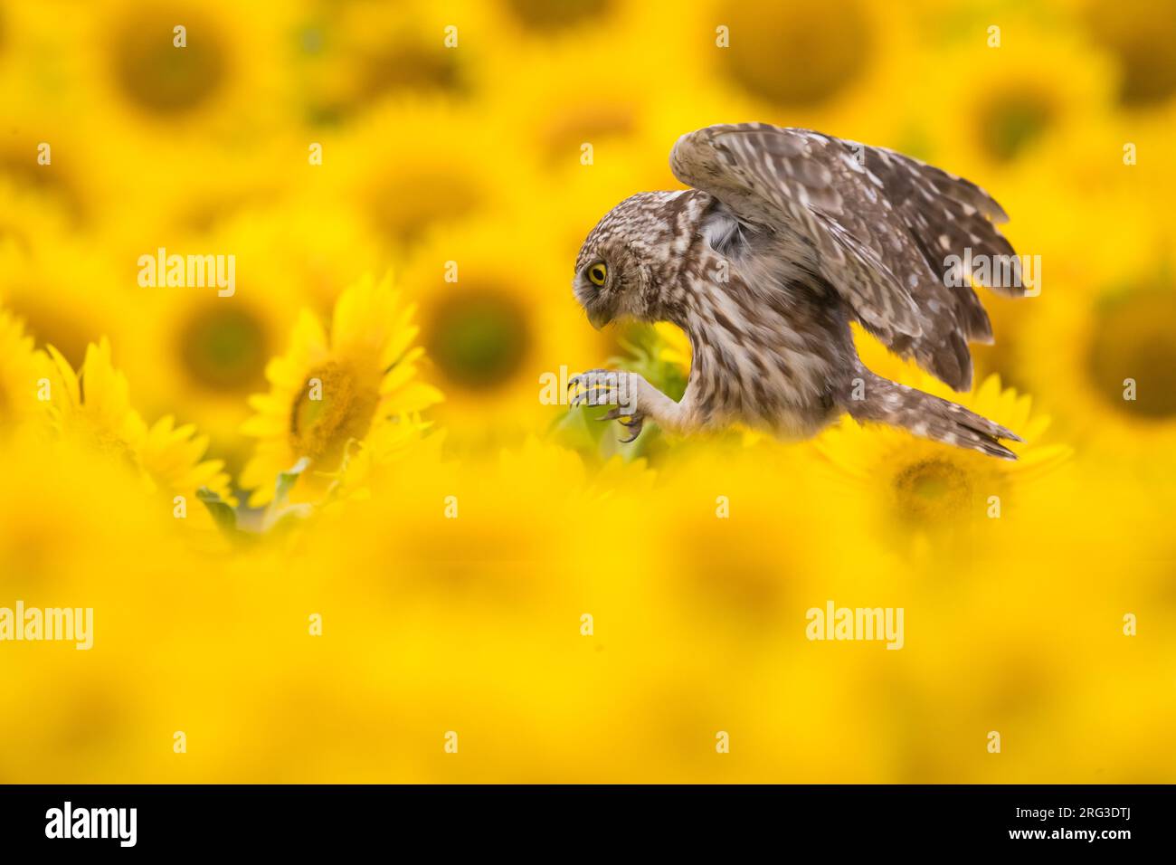 Little Owl (Athene noctua) in Italy. In a field of yellow sun flowers. Stock Photo