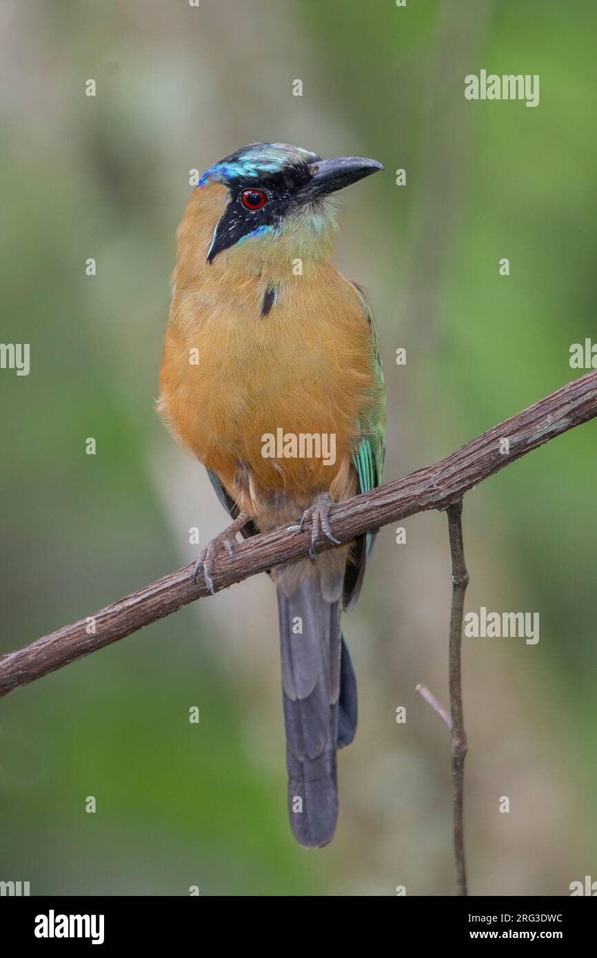 Whooping Motmot (Momotus subrufescens) at Minca, Colombia Stock Photo ...