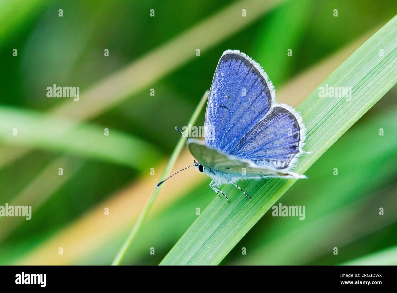 Short-tailed Blue, Cupido argiades, male Stock Photo