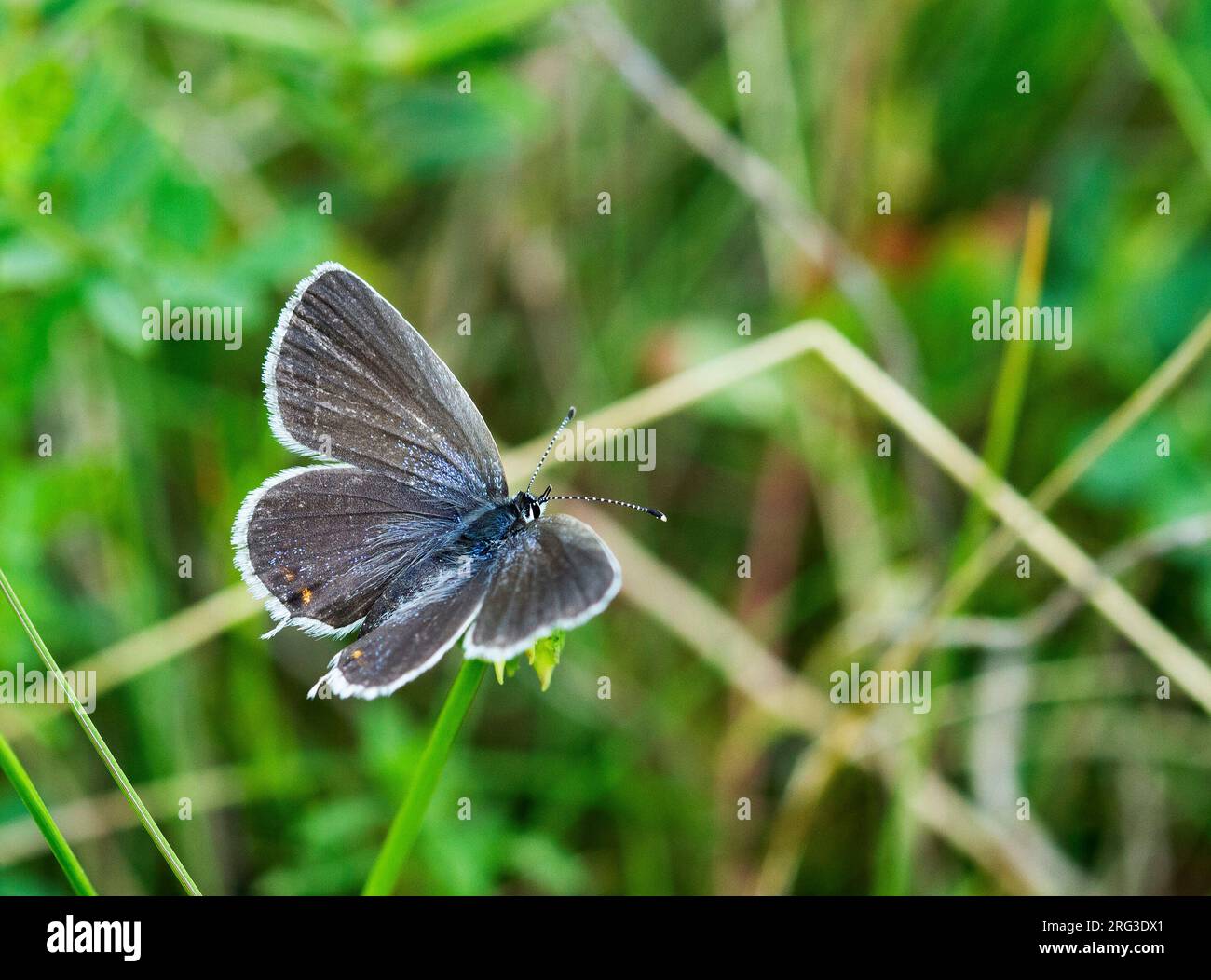Short-tailed Blue, Cupido argiades, female Stock Photo