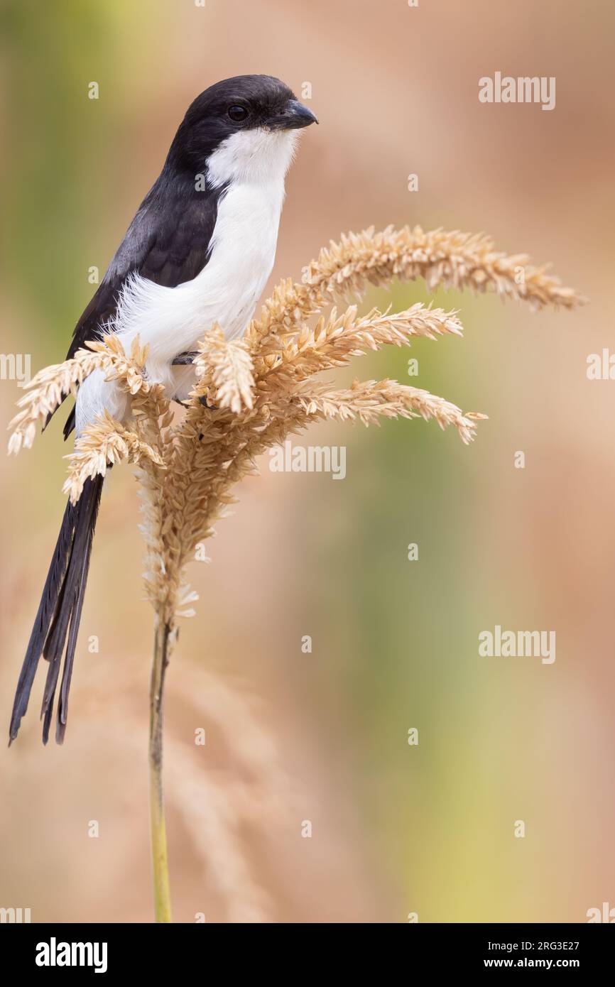 Long-tailed Fiscal (Lanius cabanisi) perched in reed in Tanzania. Stock Photo