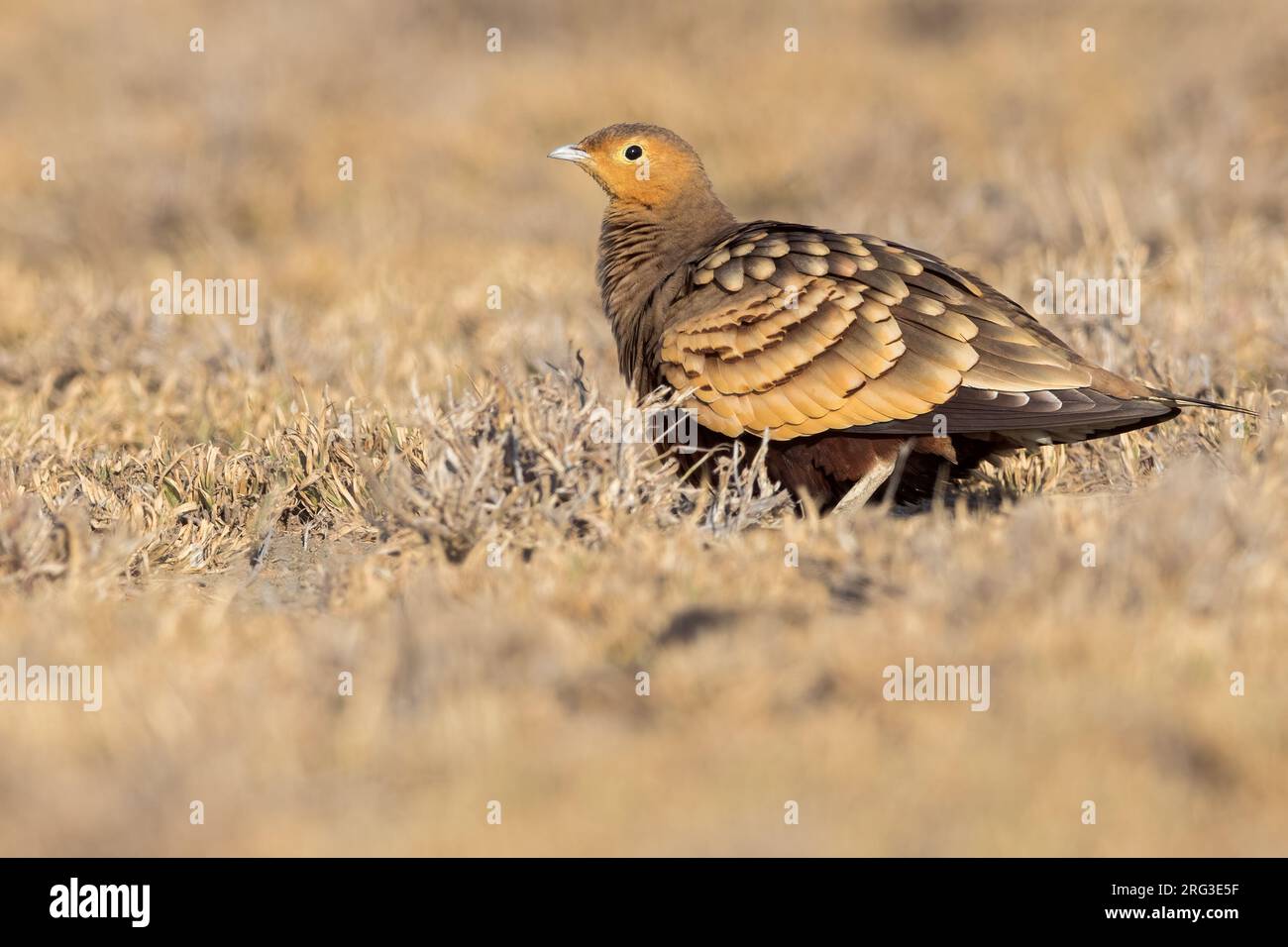 Chestnut-bellied Sandgrouse (Pterocles exustus) perched on the ground in Tanzania. Stock Photo