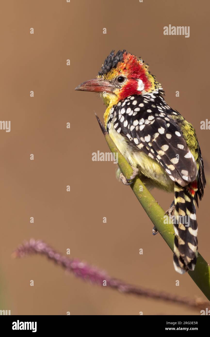 Red-and-yellow (Barbet Trachyphonus erythrocephalus) perched on a branch in Tanzania. Stock Photo