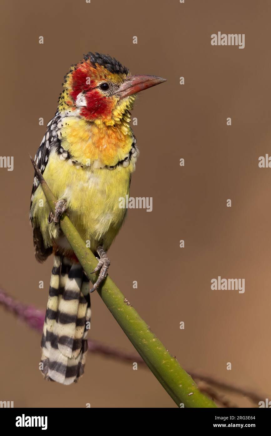 Red-and-yellow (Barbet Trachyphonus erythrocephalus) perched on a branch in Tanzania. Stock Photo