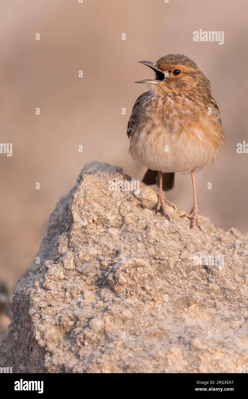 Pink-breasted Lark (Calendulauda poecilosterna) perched on a rock in Tanzania. Stock Photo
