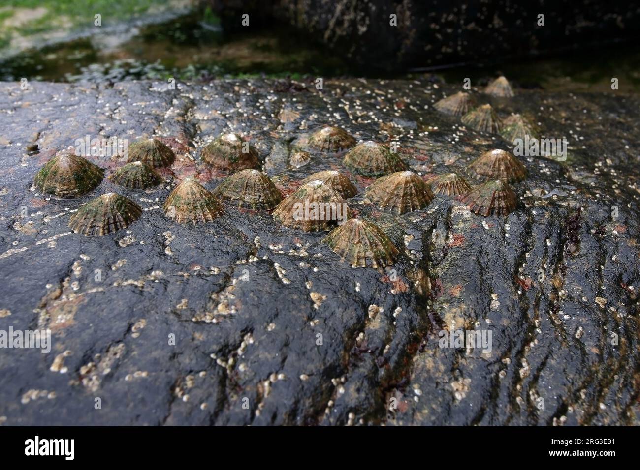 Limpits can be found on rocky coasts. Stock Photo
