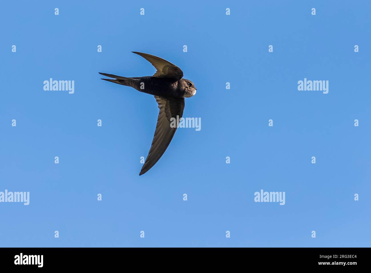 Common Swift (Apus apus apus) flying over a polders near Westkapelle, Zeeland, the Netherlands. Stock Photo