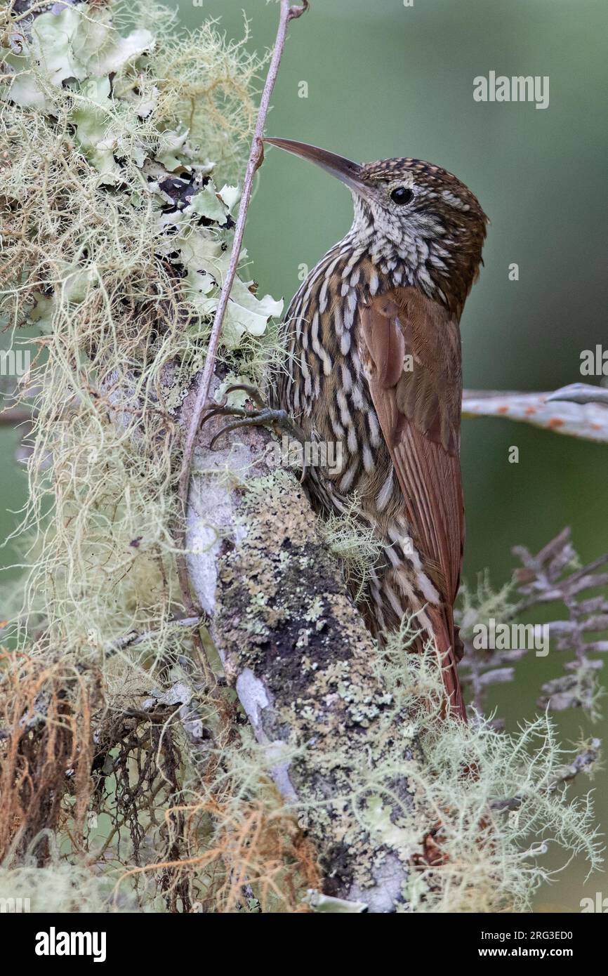 Montane Woodcreeper (Lepidocolaptes lacrymiger sanctaemartae) at Santa Marta Sierra Nevada, Colombia. Stock Photo