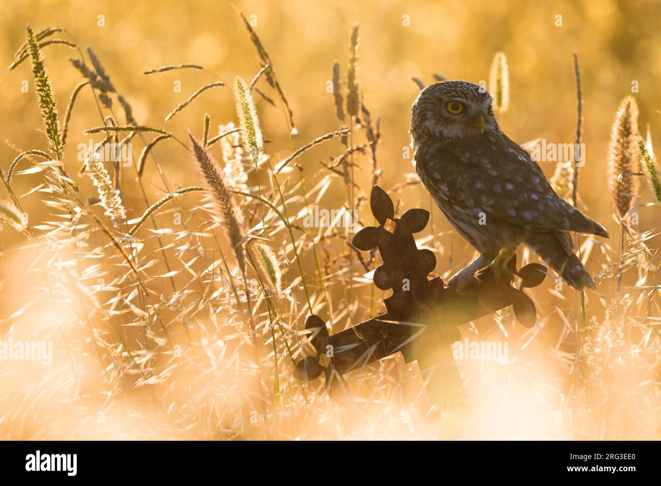 Little Owl (Athene noctua) in Italy. Photographed with beautiful backlight. Stock Photo