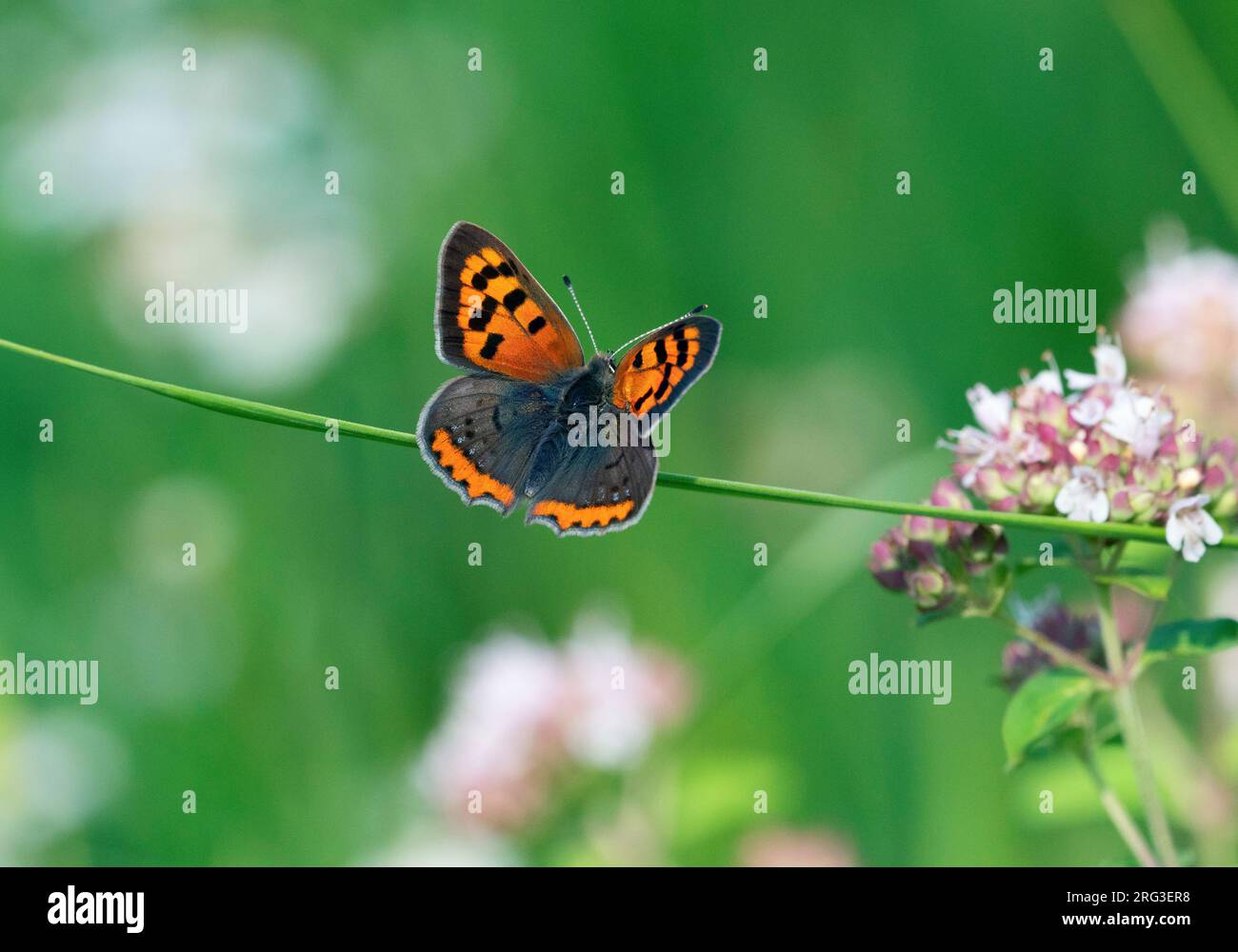 Small Copper, Lycaena phlaeas Stock Photo