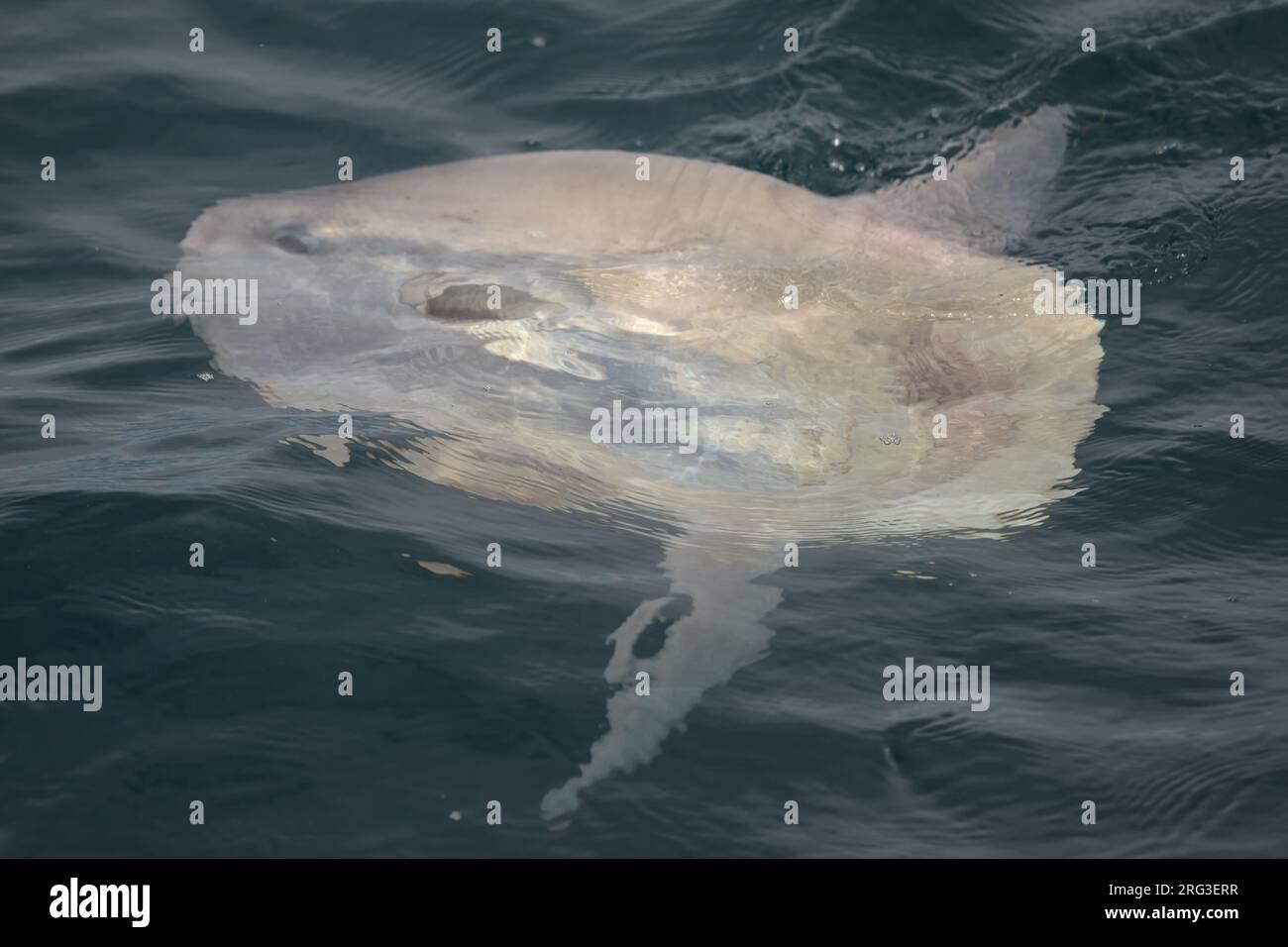 Ocean sunfish (Mola mola) at the surface. Stock Photo
