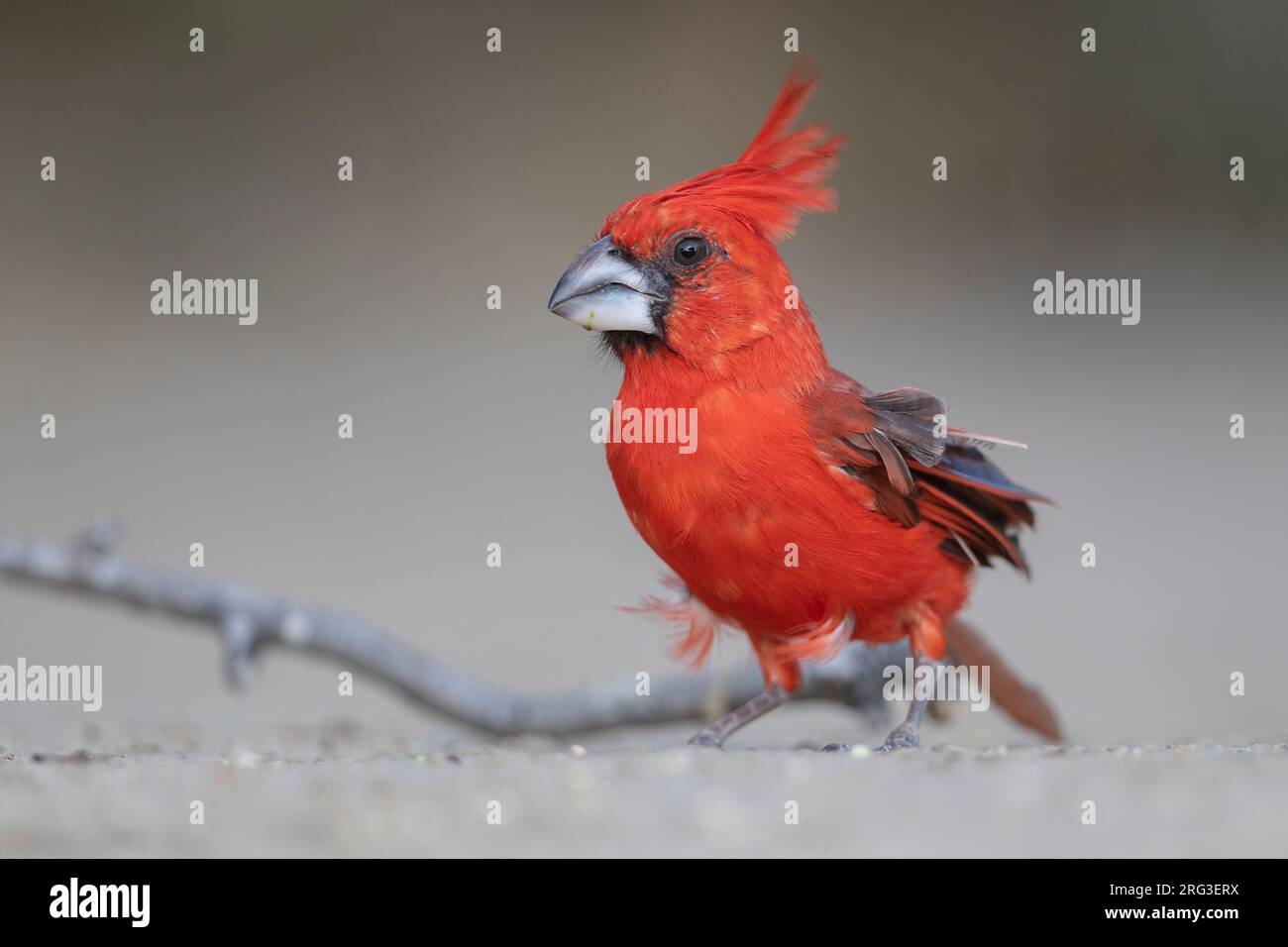 A male Vermilion Cardinal (Cardinalis phoeniceus) at , . Stock Photo