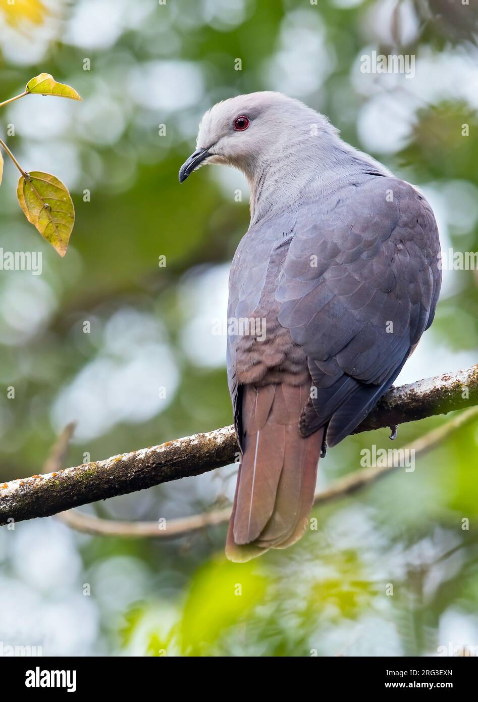 Barking Imperial Pigeon, Ducula latrans, on Fiji in the South Pacific Ocean. Also known as Peale's imperial pigeon. Stock Photo