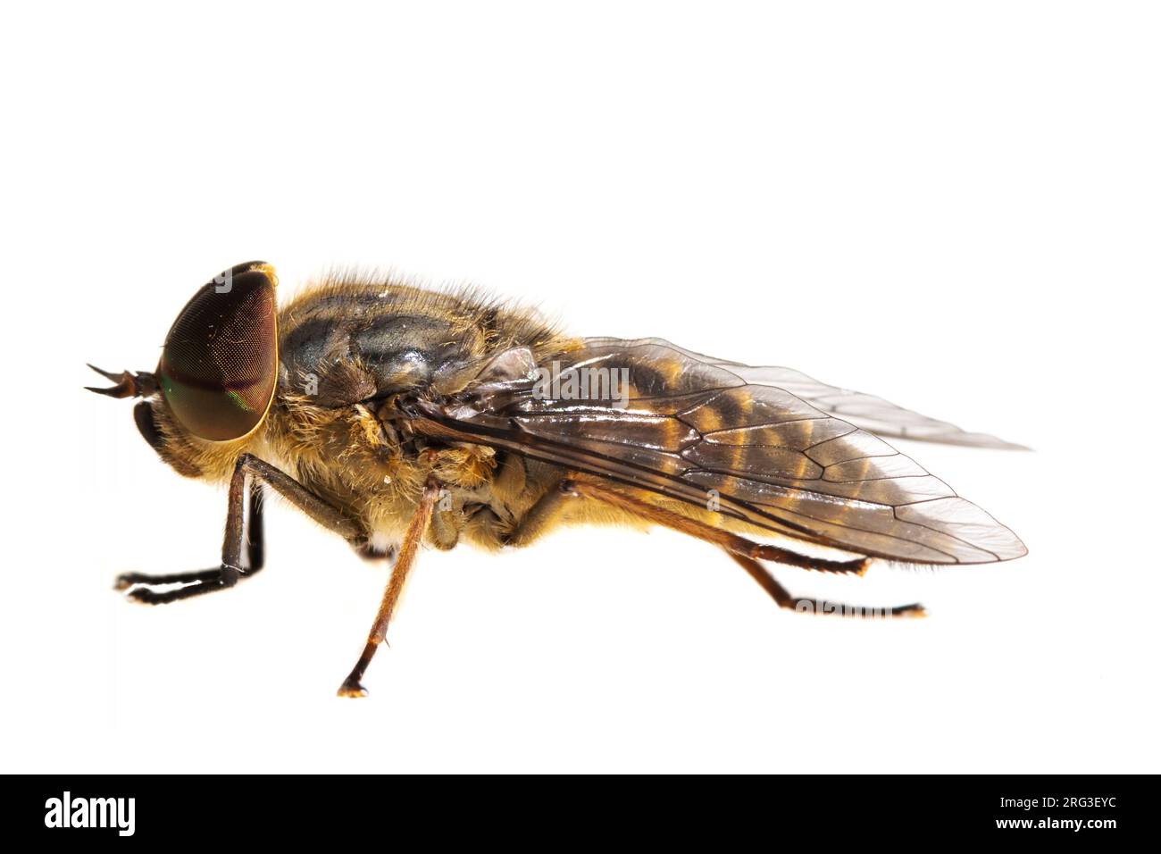 Male band-eyed brown horsefly, Tabanus bromius Stock Photo