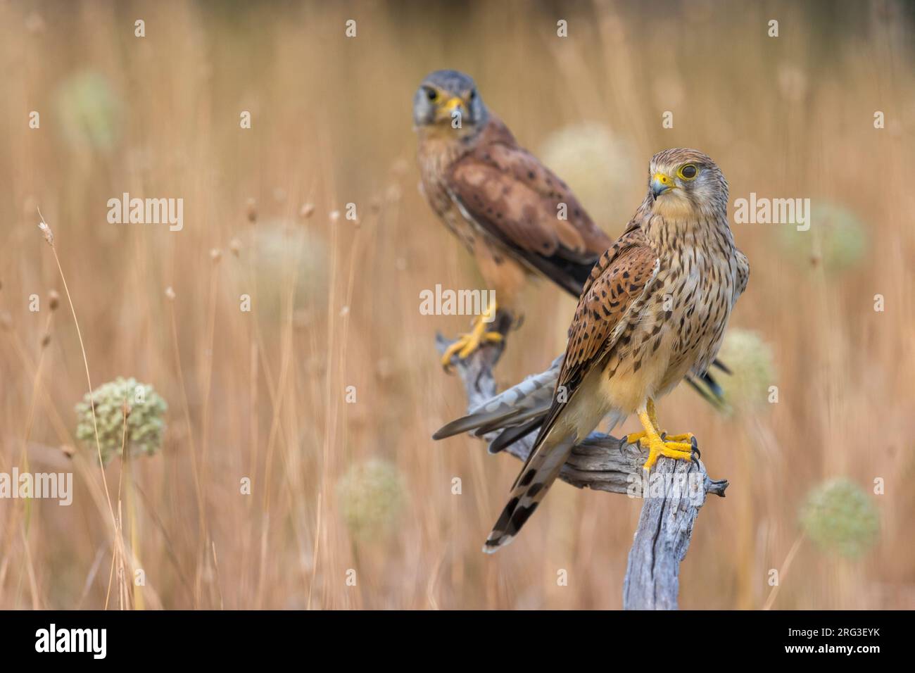 Pair of Common Kestrels (Falco tinnunculus) in Italy. Perched on a wooden pole in an agricultural field. Female in the foreground, male in the backgro Stock Photo