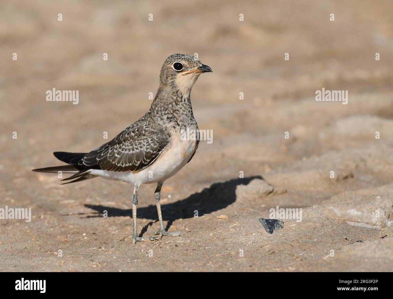 Juvenile Collared Pratincole (Glareola pratincola) during late summer or early autumn in Spain. Standing on the ground. Stock Photo