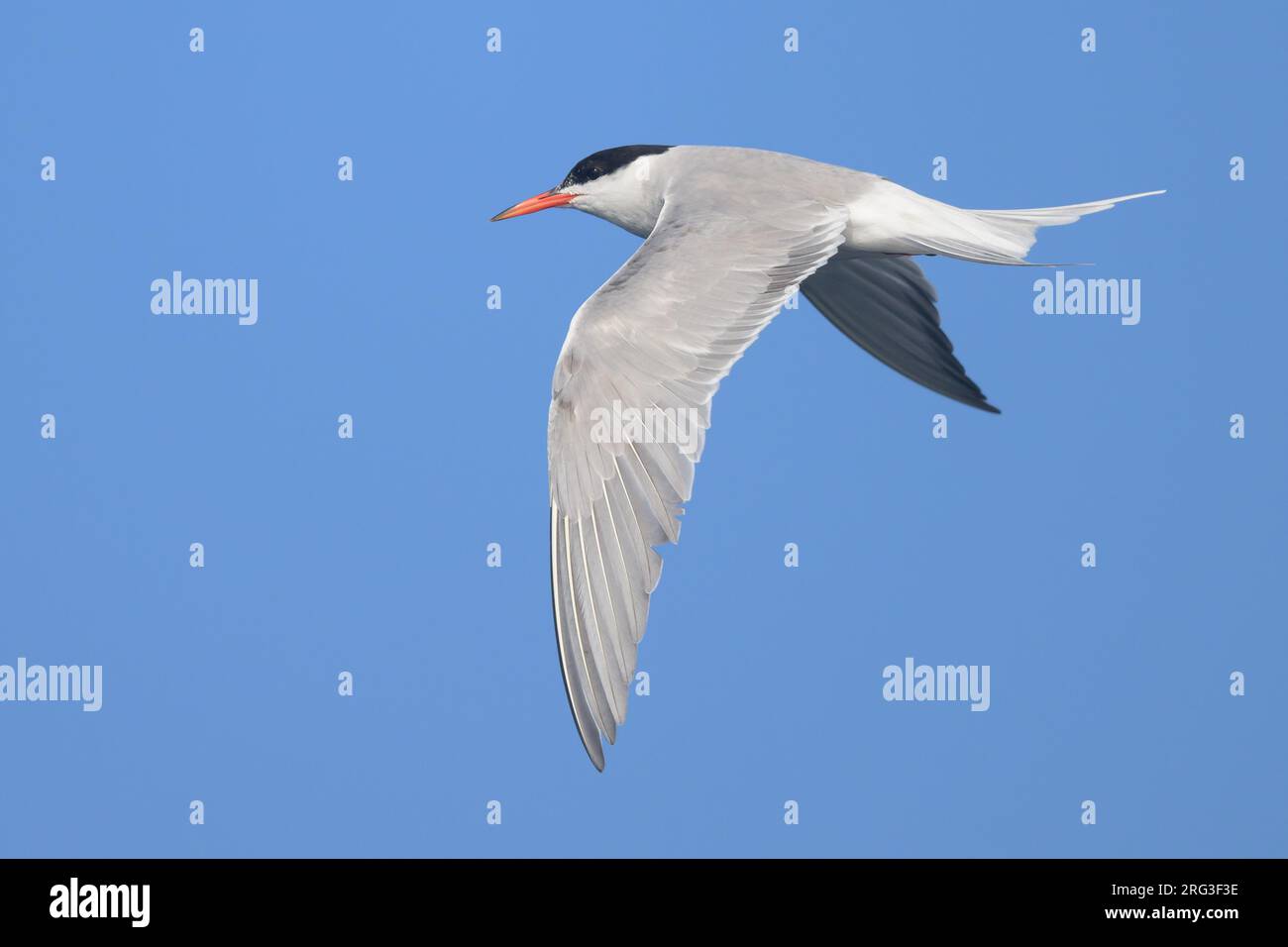 Common tern (Sterna hirundo), in flight, with the sky as background. Stock Photo