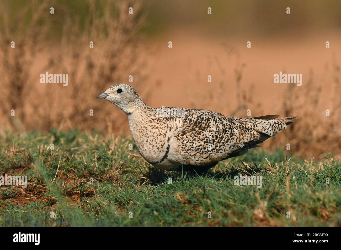 Female Black-bellied Sandgrouse (Pterocles orientalis) at drinking site in Spain. Stock Photo