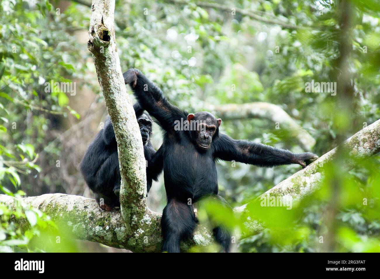 Chimpanzee (Pan troglodytes) in a tree in Budongo (Uganda Stock Photo ...