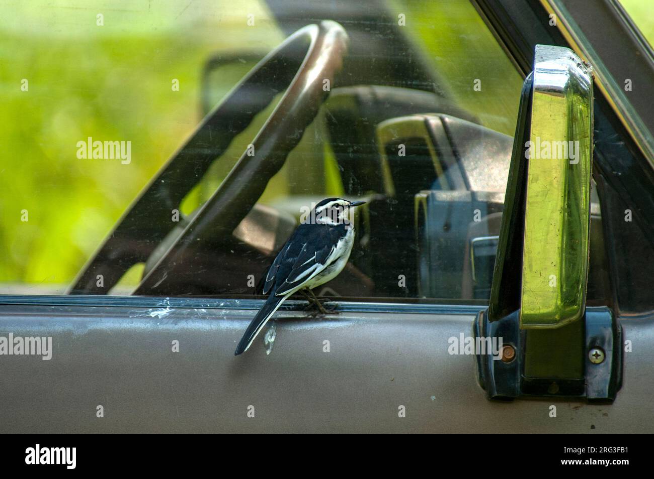 African Pied Wagtail (Motacilla aguimp) looking in the mirror of a car Stock Photo