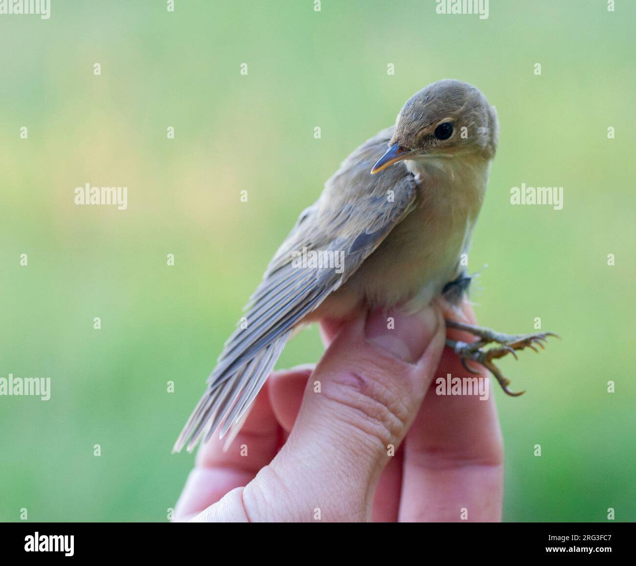Warbler Ringing Autumn Marsh Warbler (Acrocephalus palustris) caught at ringing station ...