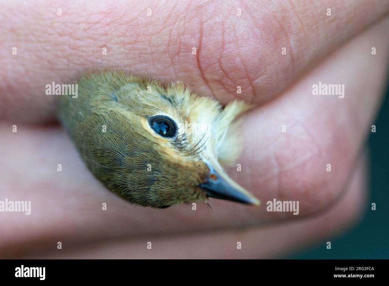 Warbler Ringing Autumn Marsh Warbler (Acrocephalus palustris) caught at ringing station ...
