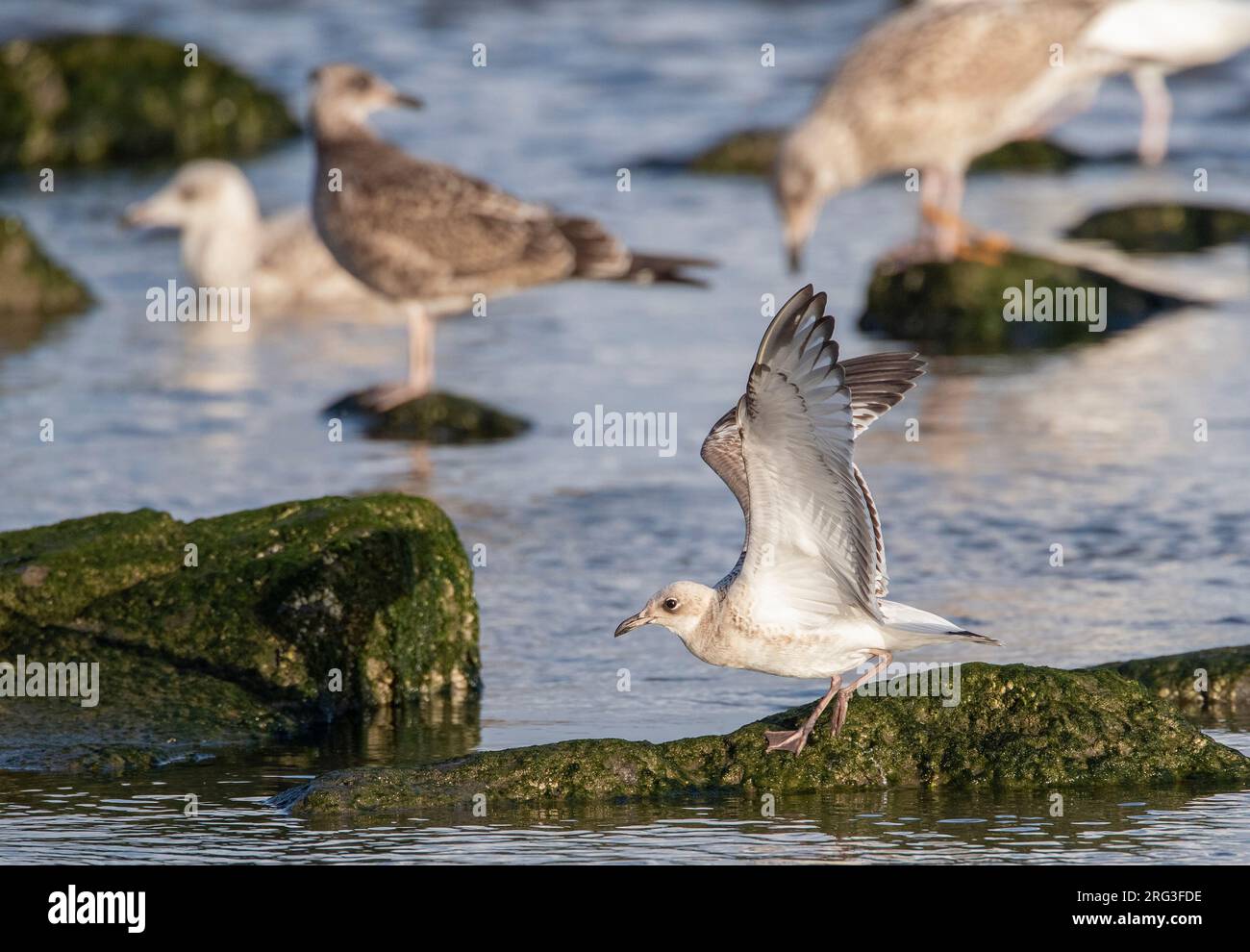 First winter Mediterranean Gull (Ichthyaetus melanocephalus) at the North Sea coast of Katwijk, Netherlands. Stock Photo