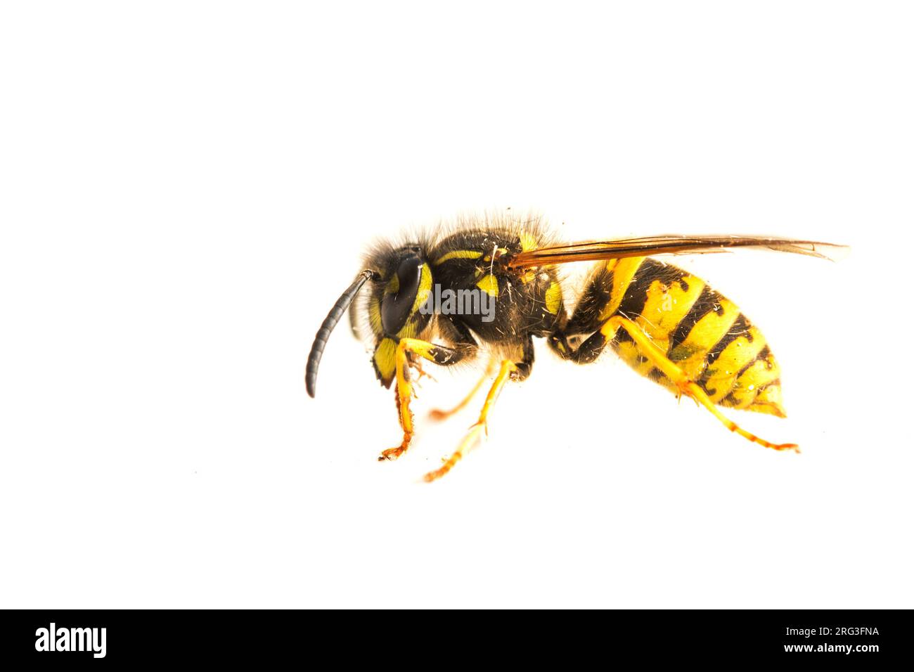 German Wasp, Duitse wesp, Vespula germanica Stock Photo