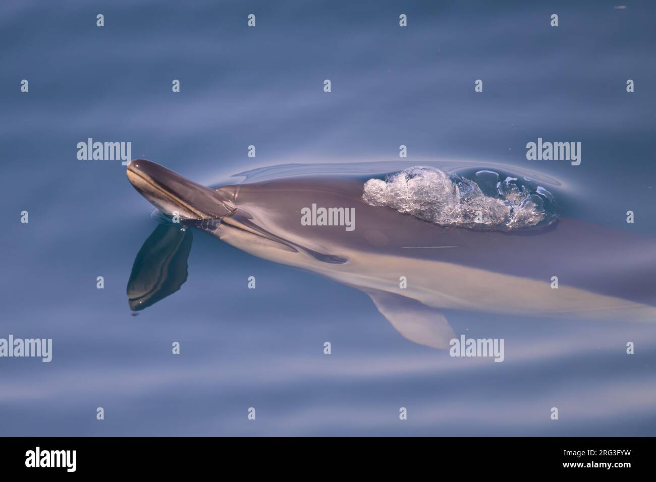Common dolphin (Delphinus delphis), appearing on the surface and ...