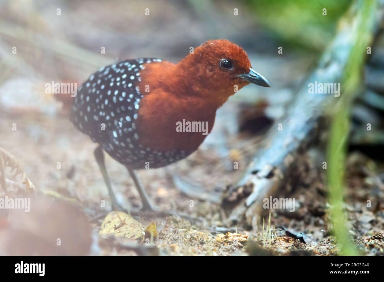 White-spotted Flufftail (Sarothrura pulchra) perched in a marsh in a rainforest in Ghana. Stock Photo