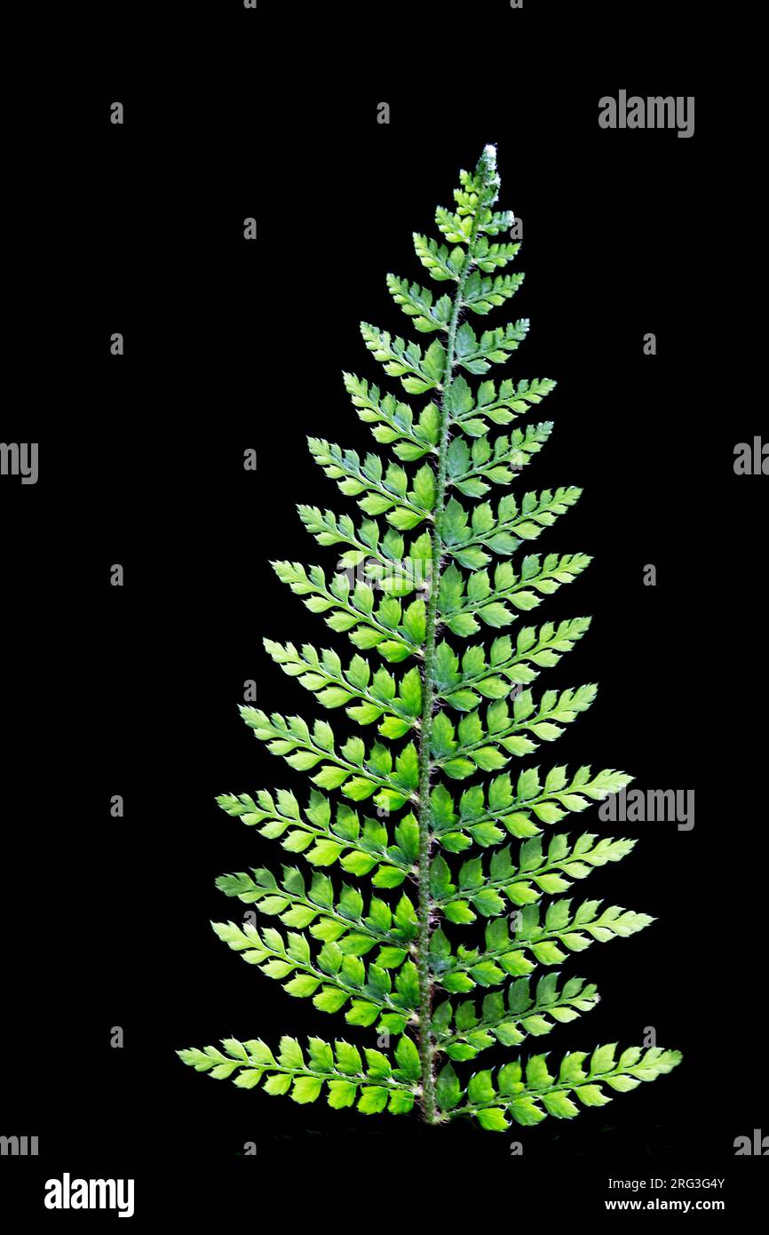 Soft Shield fern, Polystichum setiferum Stock Photo
