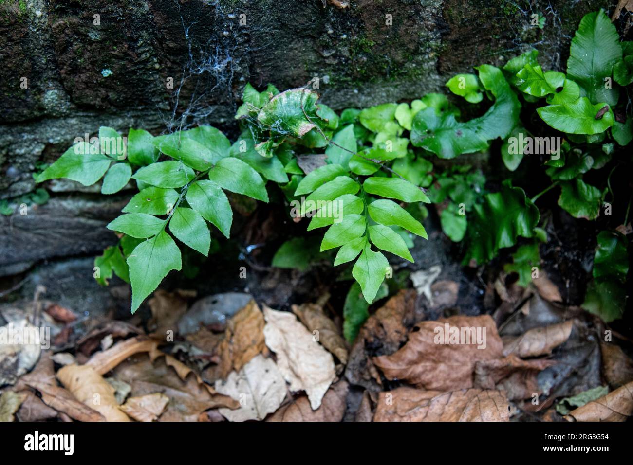 Fortune's Holly Fern, Cyrtomium fortunei Stock Photo