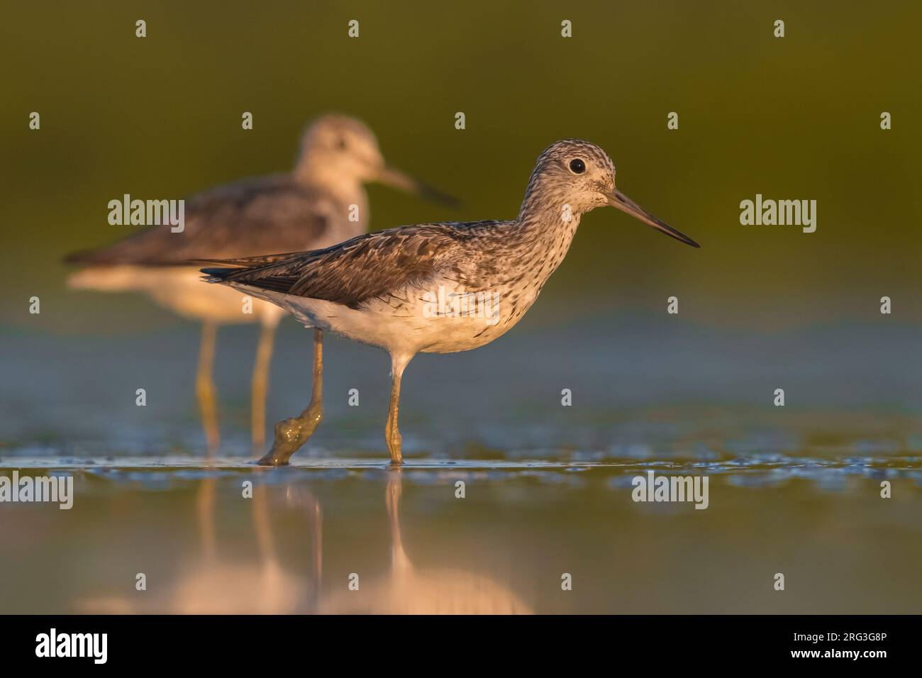 Two Common Greenshanks (Tringa nebularia) standing in shallow freshwater pool during early autumn migration in Italy. Stock Photo
