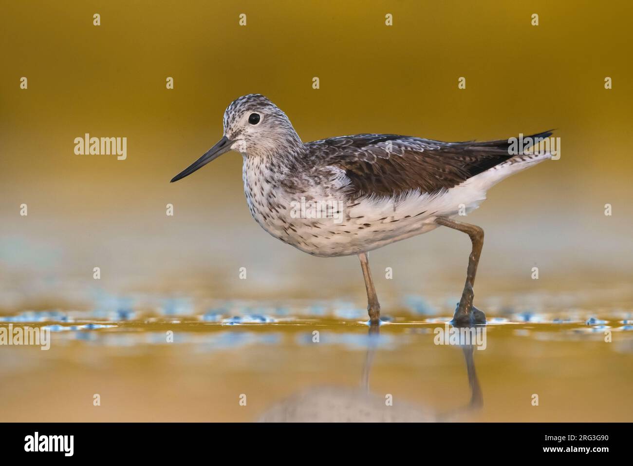 Common Greenshank (Tringa nebularia) standing in shallow freshwater pool during early autumn migration in Italy. Stock Photo