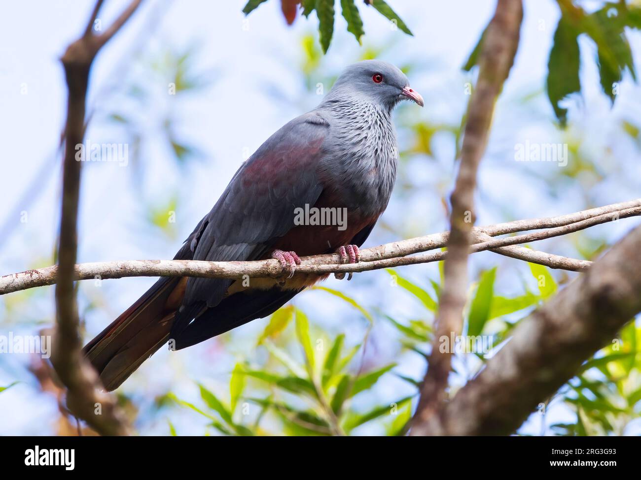 Goliath imperial pigeon (Ducula goliath), on New Caledonia, in the southwest Pacific Ocean. Also known as the New Caledonian imperial pigeon or Notou. Stock Photo