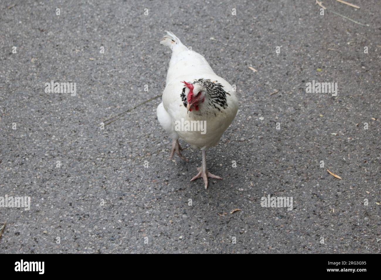White chicken walking on a cement road Stock Photo Alamy