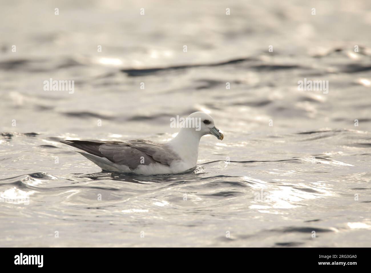 Northern fulmar (Fulmarus glacialis) sitting on the water, against the light, in Brittany, France. Stock Photo