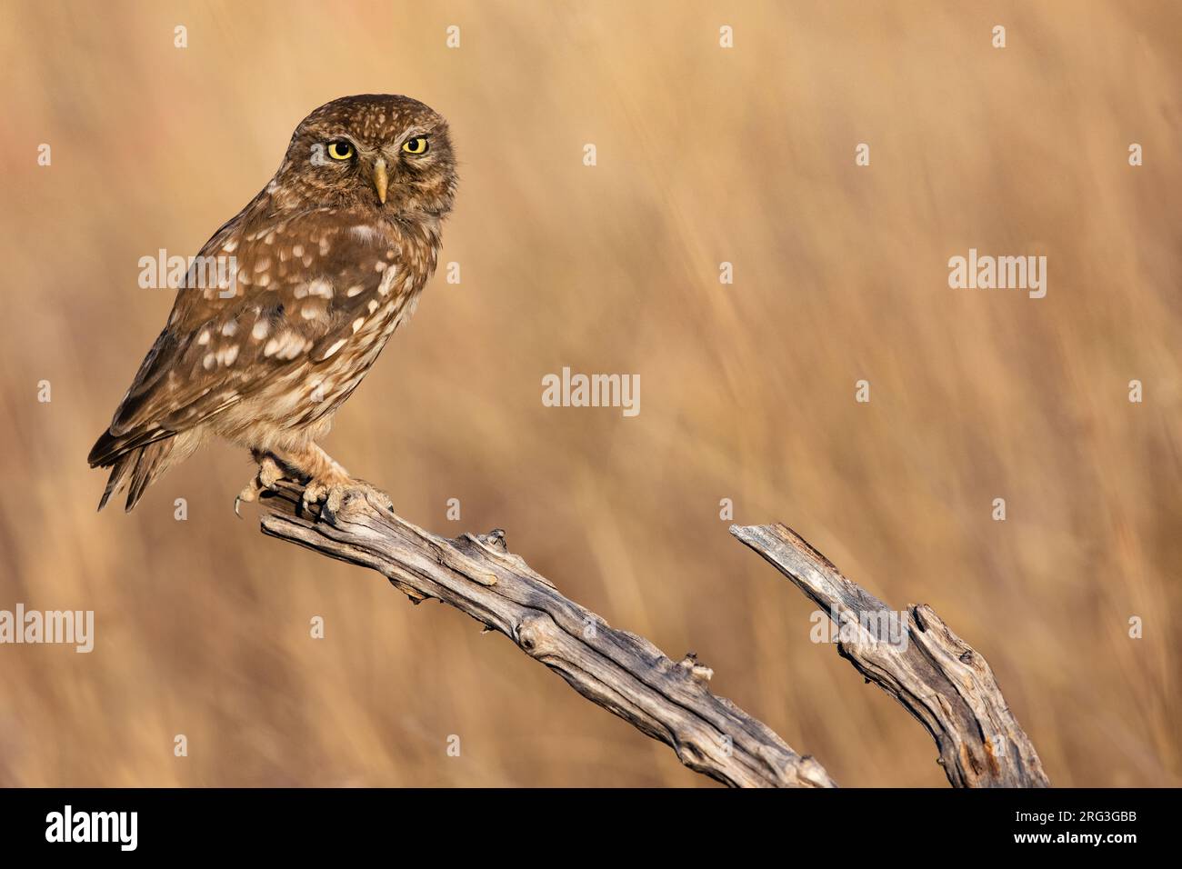 Little Owl (Athene noctua) in Italy. Stock Photo