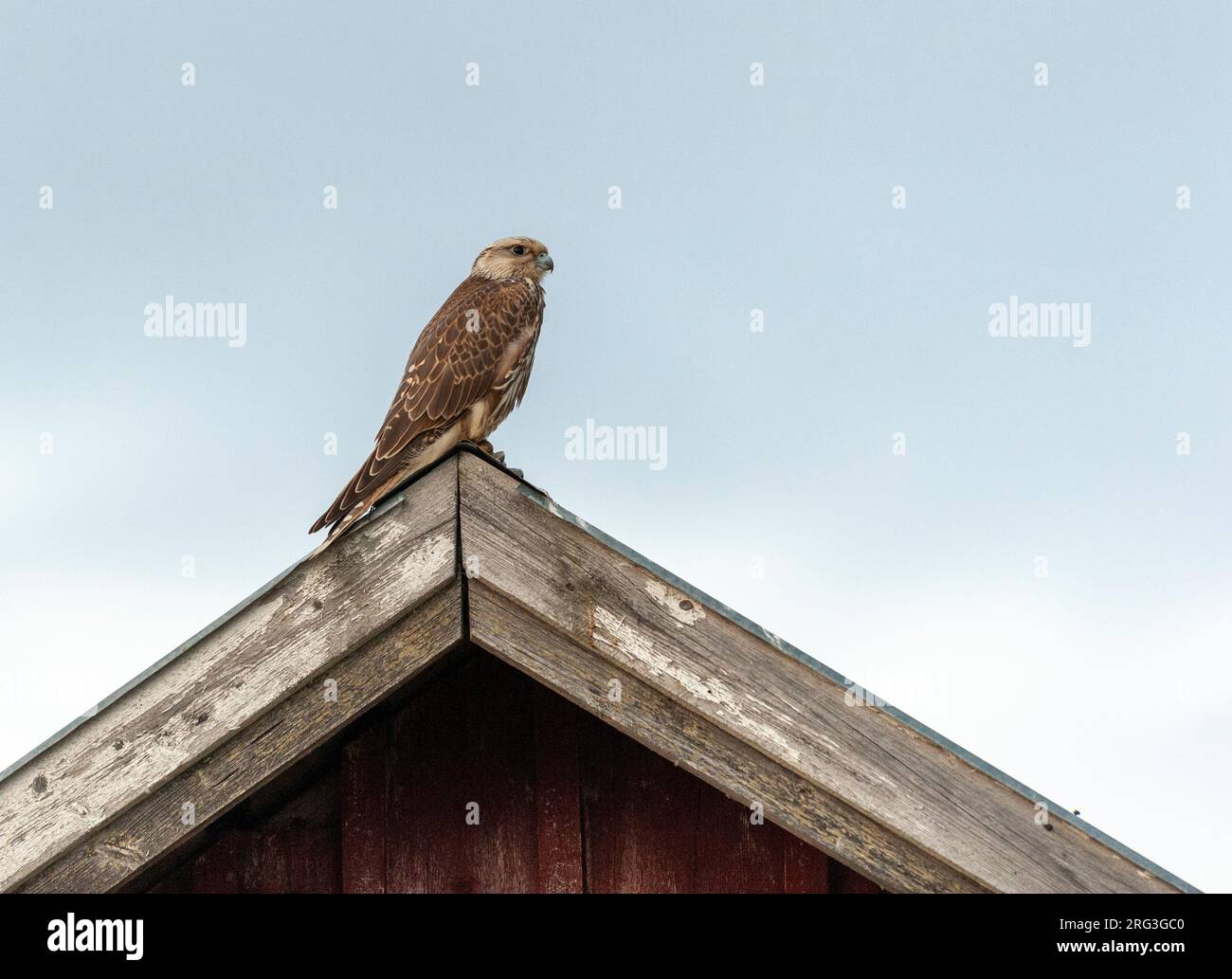 Immature Saker Falcon (Falco cherrug). Side view of an escaped bird perched on roof ridge against pale blue sky. This endangered species breeds in Eur Stock Photo