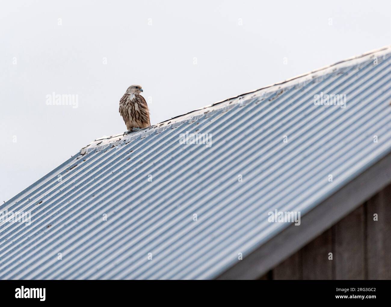 Immature Saker Falcon (Falco cherrug). Frontal view of an escaped bird perched on roof ridge against pale blue sky. This endangered species breeds in Stock Photo
