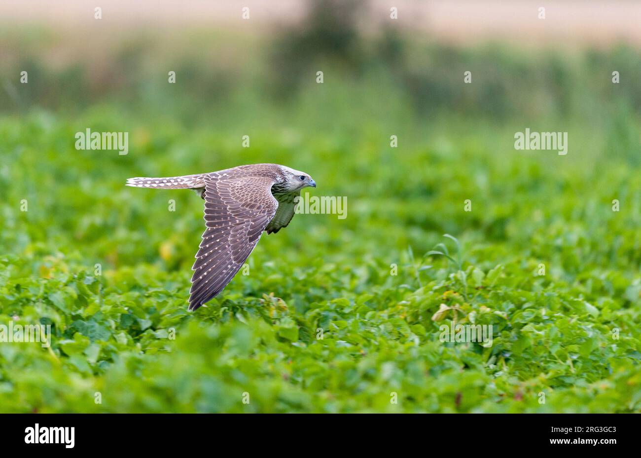 Immature Saker Falcon (Falco cherrug). Side view of an escaped bird flying over a field with crops. This endangered species breeds in Eurasian steppe Stock Photo