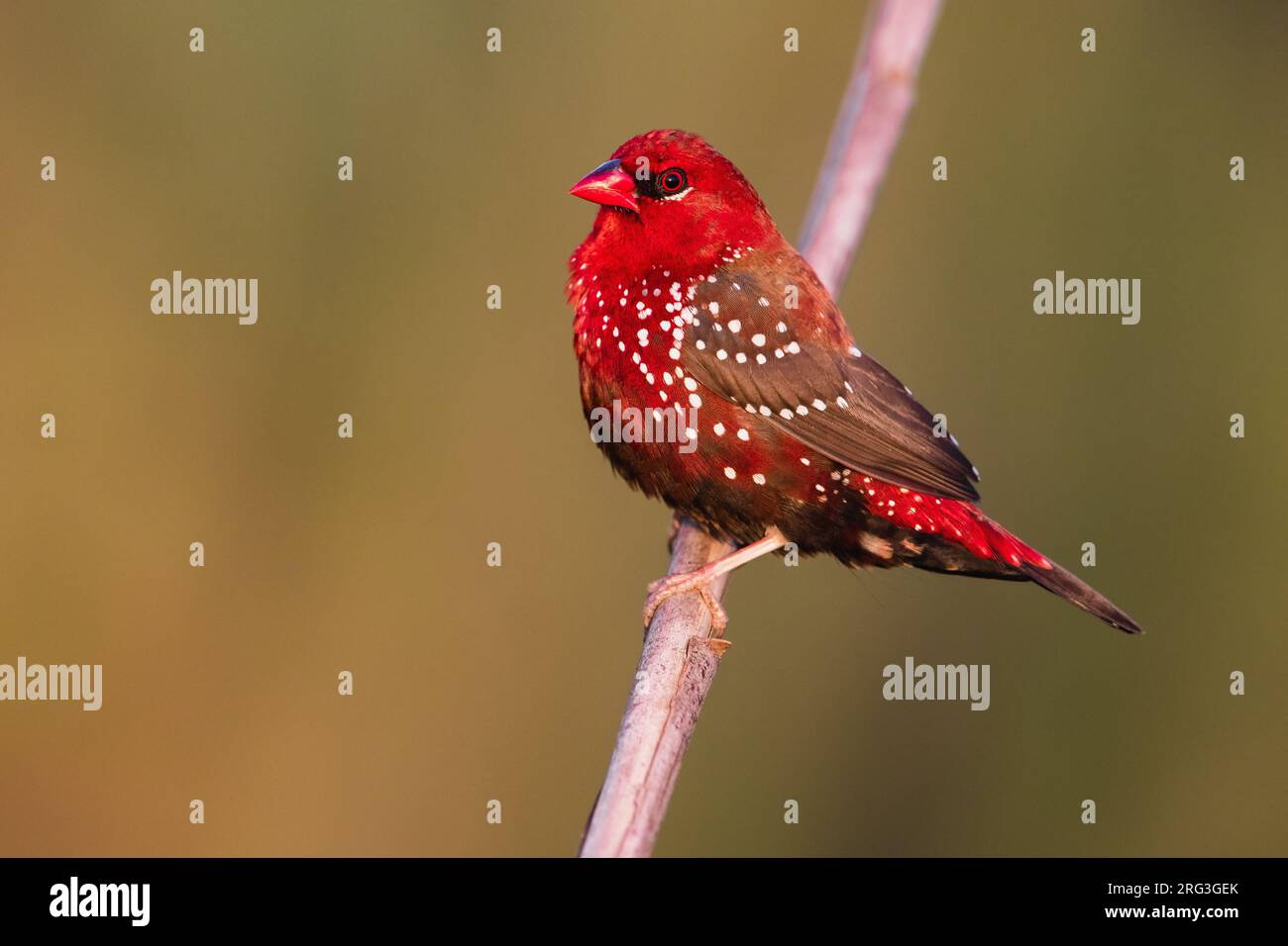 Red Avadavat, Amandava amandava, in Italy. Escaped bird. Stock Photo