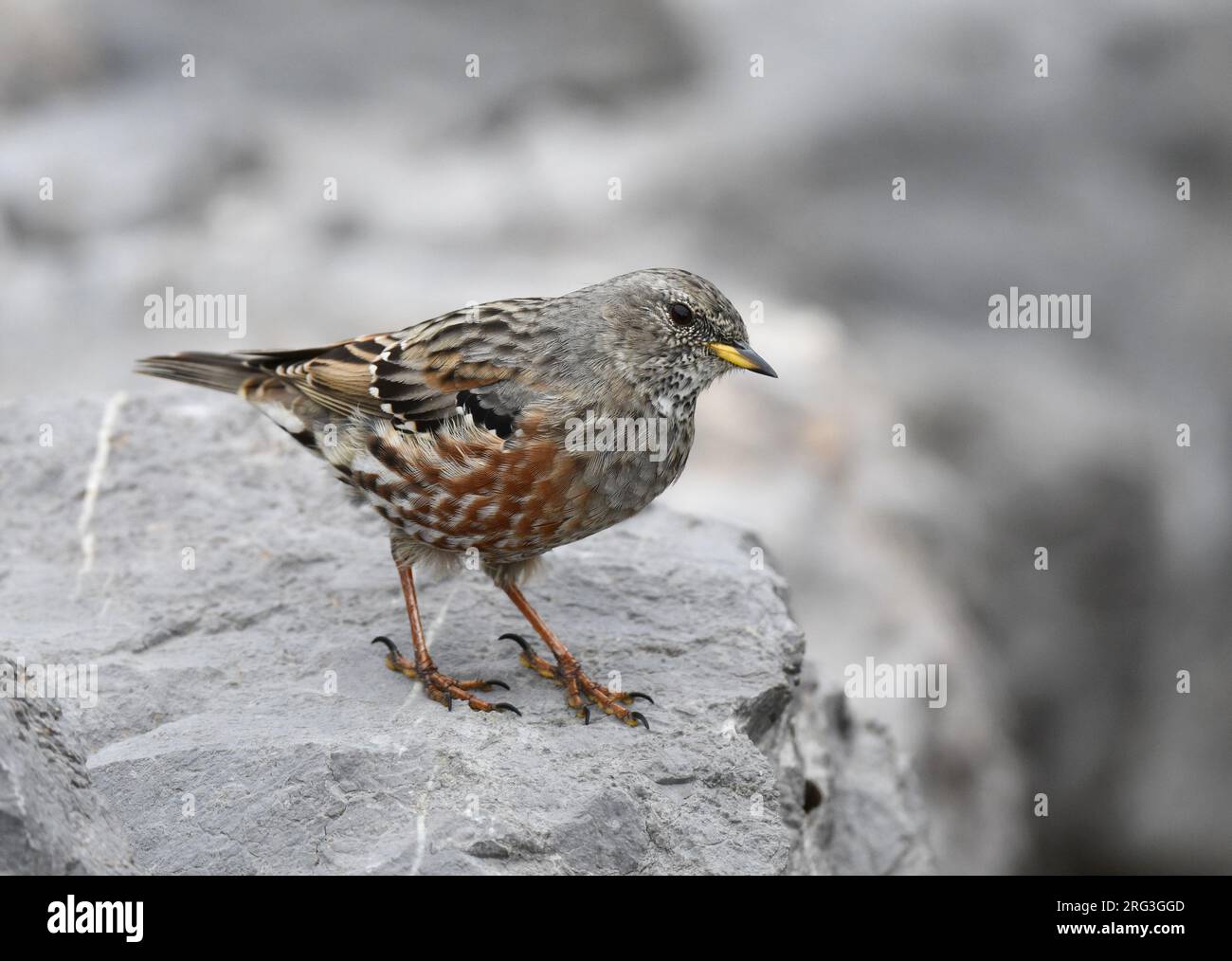 Adult Alpine Accentor (Prunella collaris) during late summer or early autumn in Spain. Stock Photo