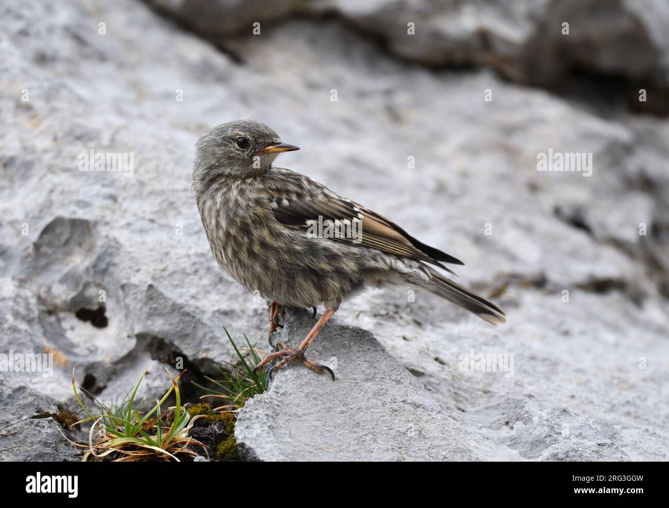 Juvenile Alpine Accentor (Prunella collaris) during late summer or early autumn in Spain. Stock Photo