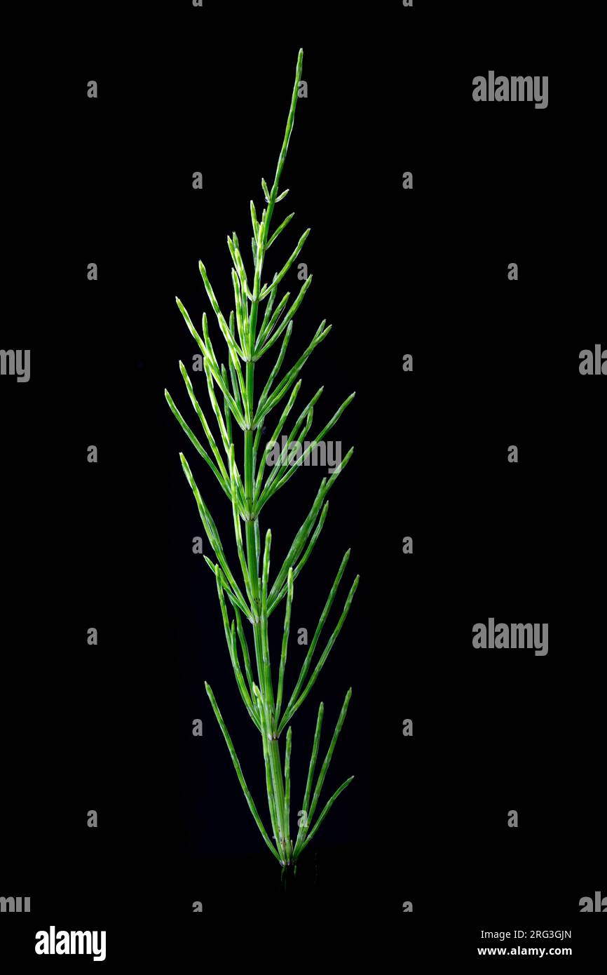 Field horsetail, Equisetum arvense Stock Photo Alamy