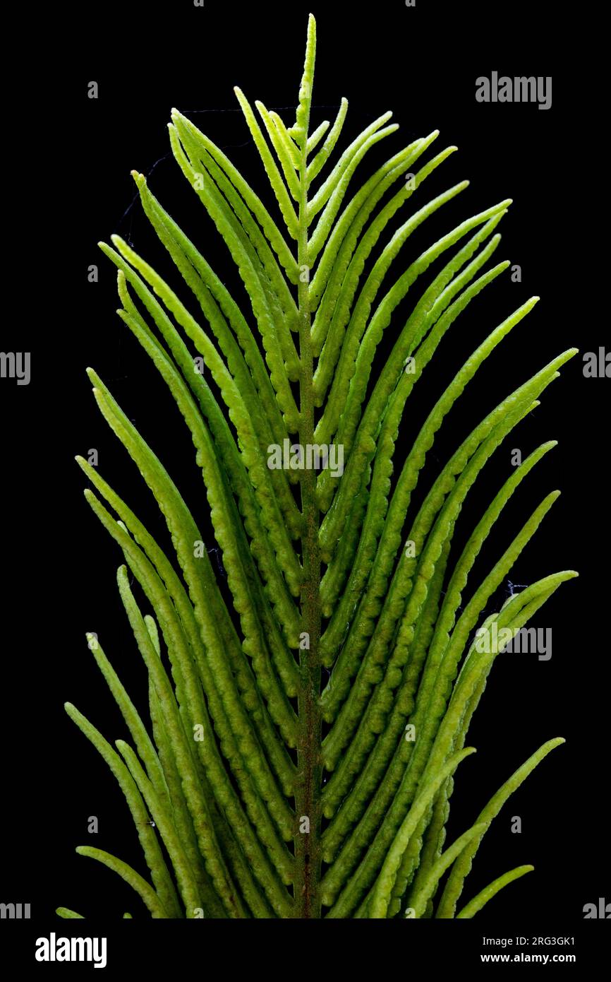 Spore-bearing fertile fronds of a Ostrich fern Stock Photo