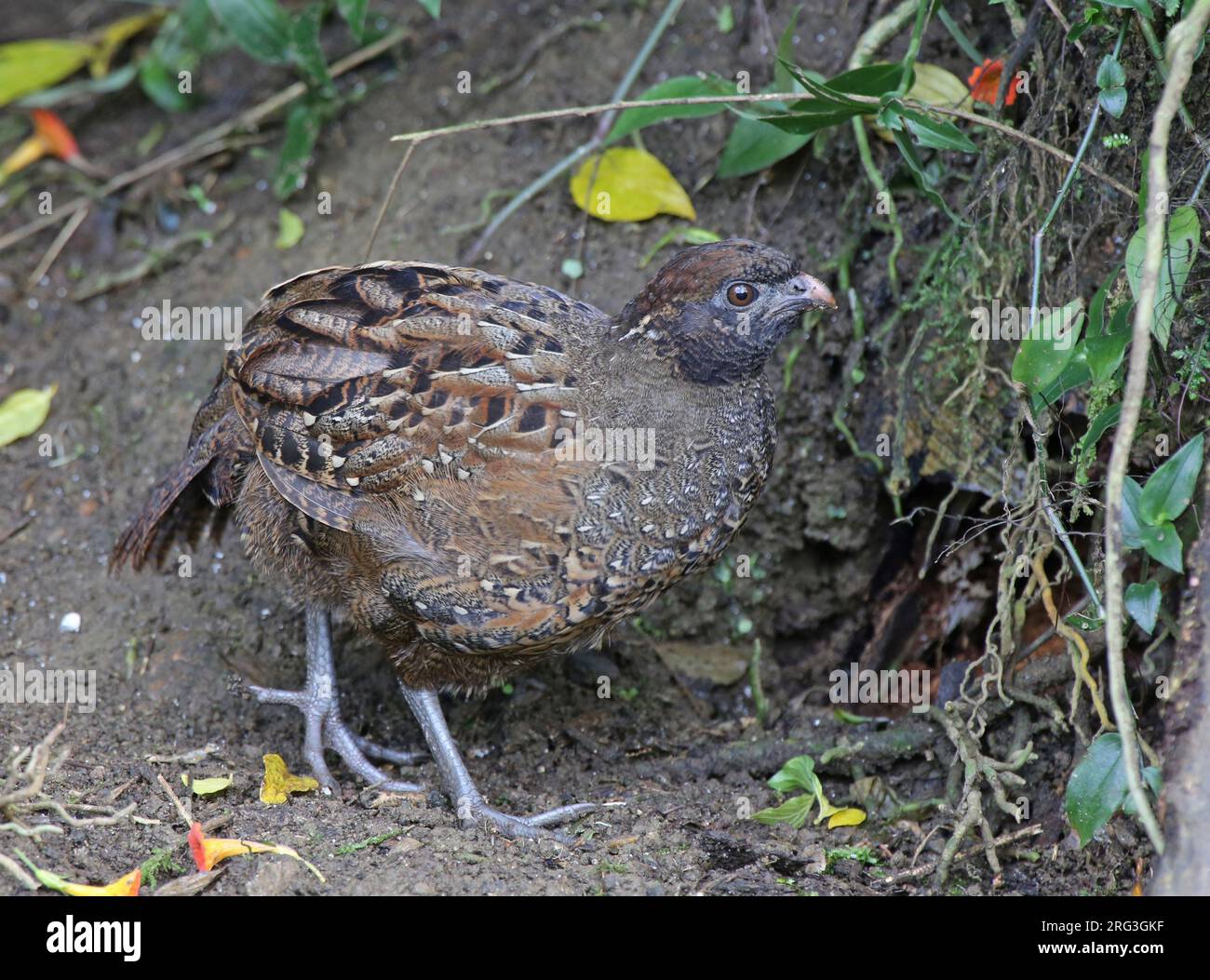 Black-fronted Wood Quail (Odontophorus atrifrons atrifrons) at ProAves