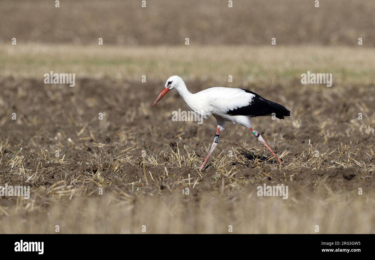White Stork, Ciconia ciconia, at Sjælland, Denmark Stock Photo