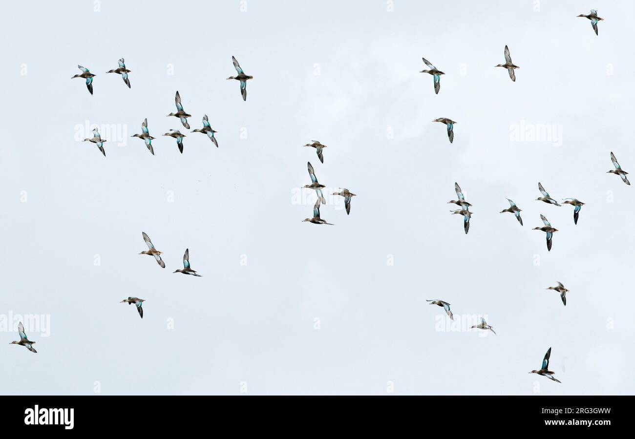 Northern Shoveler, Spatula clypeata, group in flight, showing upper wings. Stock Photo